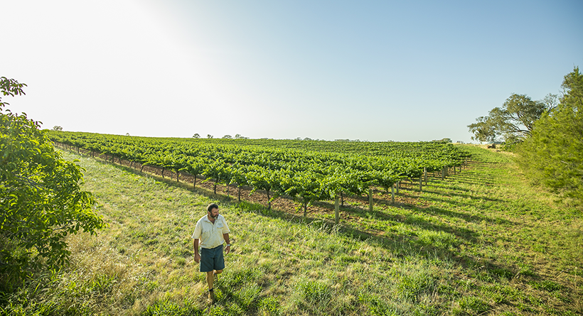 Grove Estate Vineyard